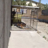 قفس سگ|لوازم جانبی حیوانات|رباطکریم, شهرک صنعتی نصیرآباد|دیوار