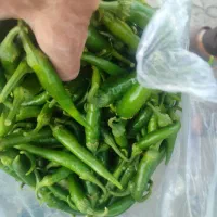 فلفل سبز محلی ومیناکش جنوب