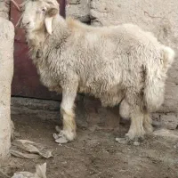 قوچ تخمی بختیاری اصل  کیلویی ۳۲۵  بردسیر|حیوانات مزرعه|کرمان, |دیوار