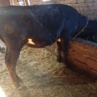 گوساله ماده ننگون