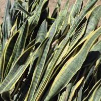 قلمه سانسوریا رایگان