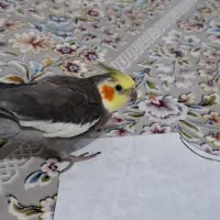 عروس هلندی