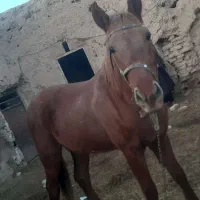 اسب|حیوانات|تربتحیدریه, هاشمینژاد|دیوار