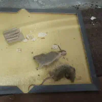 حیوانات مزرعه