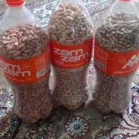 پاچ باقلا محلی تازه خشک شده درشت مخصوص کاشت|خوردنی و آشامیدنی|بندر انزلی, طالب آباد|دیوار