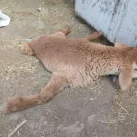 بره شیری ۱ماه
