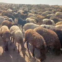 فروش گوسفند