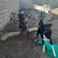 سگ نگهبان و نژاد دار|سگ|عسگران, |دیوار