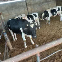 کارگر گاوداری