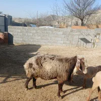 قوچ|حیوانات مزرعه|مانه, |دیوار