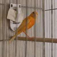 قناری لاکی نر