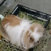 خرگوش نر|موش و خرگوش|چهاردانگه (تهران), |دیوار