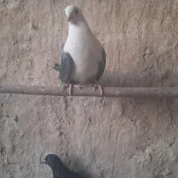 کبوتر  کل سفید ماده|پرنده|قم, کیوانفر|دیوار
