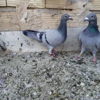 کبوتر جوجه نر