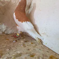 شهری سرور یال ارج دار دوتاش جوون هوایی|پرنده|شیراز, شهدای شهرک سعدی|دیوار