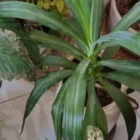 گل و گلدان اپارتمان ۲۳ عدد یکجا|گل و گیاه طبیعی|پردیس, فاز ۳|دیوار