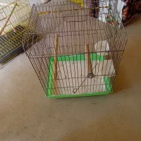 قفس|لوازم جانبی حیوانات|سنقر, |دیوار