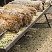 گوسفند زنده  قلم آبی قصاب رایگان  (ارسال رایگان)