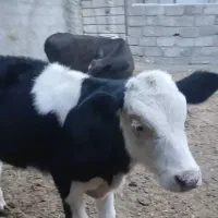 سلام ۲راس گوساله ماده شیر بر ۴ماهه