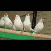 فنج سفید و آهویی|پرنده|کازرون, |دیوار