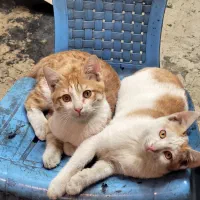 واگذاری گربه نارنجی خوشگل و با نمک|گربه|تهران, مسعودیه|دیوار