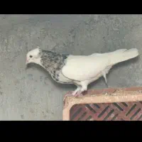 کفتر طوقی