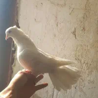 فروش کبوتر ماده|پرنده|نهاوند, |دیوار