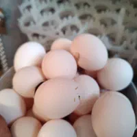 تخم مرغ نطفه دار از مرغ و خروس سیاه|حیوانات مزرعه|تهران, ترمینال جنوب|دیوار