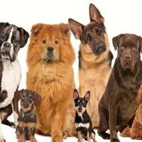 سگ پا کوتاه پیدا شده