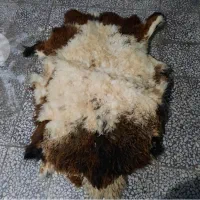 پوست گوسفند
