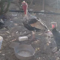 خروس و بوقلمون|حیوانات مزرعه|کهنوج, |دیوار