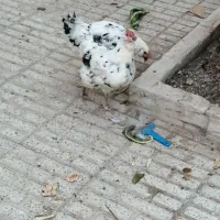 مرغ گلین