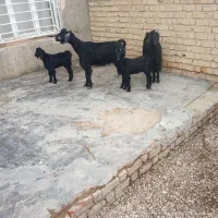 دوراس بز کهره دار