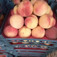 کارگرساده میوه فروشی آقا جهت تخلیه بار