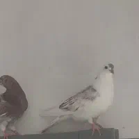 جوجه کبوتر سفیده گمشده