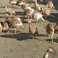 بوقلمون تعداد130عدد