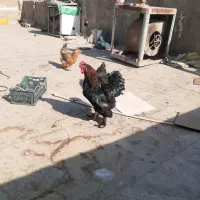 خروس و مرغ