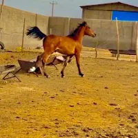 کره نریون|اسب و تجهیزات اسب‌سواری|ساوه, |دیوار