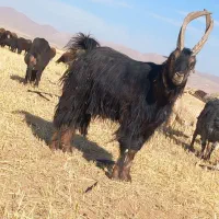 نربز شیرازی