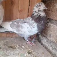 کفتر کبوتر پرشی|پرنده|قم, شهرک طالقانی|دیوار