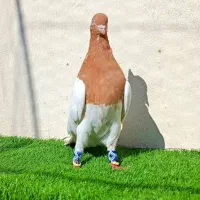 کبوتر کله زرد گم کردم