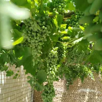 غوره فخری درجه یک|خوردنی و آشامیدنی|شاهرود, |دیوار
