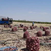 جویایه کار|خدمات باغبانی و درختکاری|فیروزآباد (فارس), |دیوار