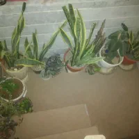 گل های زینتی آپارتمانی|گل و گیاه طبیعی|دلیجان, |دیوار