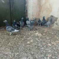 پلاکی|پرنده|دره شهر, |دیوار