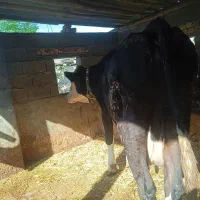 گاوسیمینتال سیاه شیری|حیوانات مزرعه|سیجوال, |دیوار