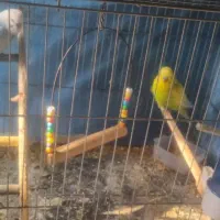 مرغ عشق رنگ خاص|پرنده|قزوین, |دیوار