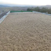 گندم پیشگام بذری
