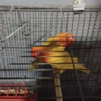 این ی جفت کوتوله به فروش میرسد