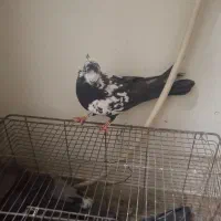 کبوتر  پرشی و شهرستانی